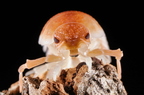 Porcellio ornatus "Tangerine Dream"