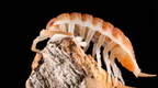 Porcellio ornatus "Tangerine Dream"