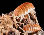 Porcellio ornatus "Tangerine Dream"