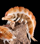 Porcellio ornatus "Tangerine Dream"