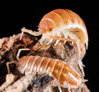 Porcellio ornatus "Tangerine Dream"
