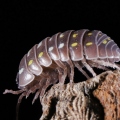 Armadillidium frontetriangulum