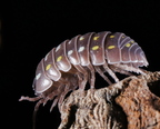 Armadillidium frontetriangulum