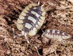 Porcellio expansus