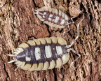 Porcellio expansus