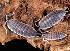 Porcellio sp "White Antenna"
