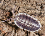 Porcellio flavomarginatus