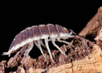 Porcellio flavomarginatus