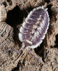 Porcellio flavomarginatus