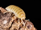 Armadillidium vulgare "Albino T-"