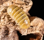 Armadillidium vulgare "Albino T-"