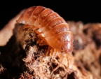 Armadillidium vulgare "Tangerine"