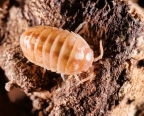 Armadillidium vulgare "Tangerine"