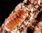 Armadillidium vulgare "Tangerine"