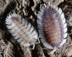 Porcellio werneri