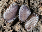 Porcellio werneri