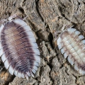 Porcellio werneri