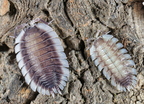 Porcellio werneri