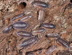 Porcellio duboscqui troglophila