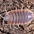Porcellio sp "Morocco"