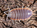 Porcellio sp "Morocco"