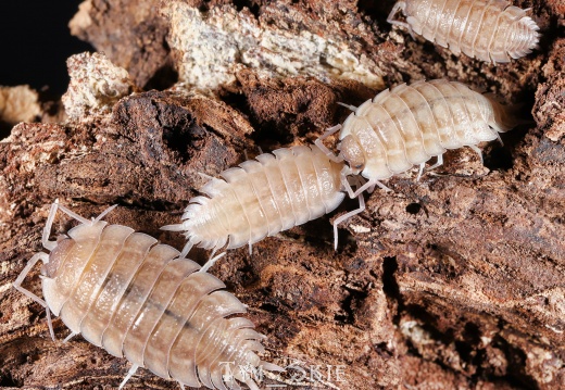 Porcellio haasi "Patternless"