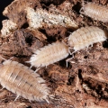 Porcellio haasi "Patternless"