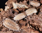 Porcellio haasi "Patternless"