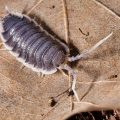 Porcellio sp "White Antenna"