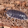 Porcellio flavocinctus