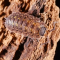 Porcellio spinicornis