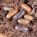 Armadillidium nasatum "Candy mix"