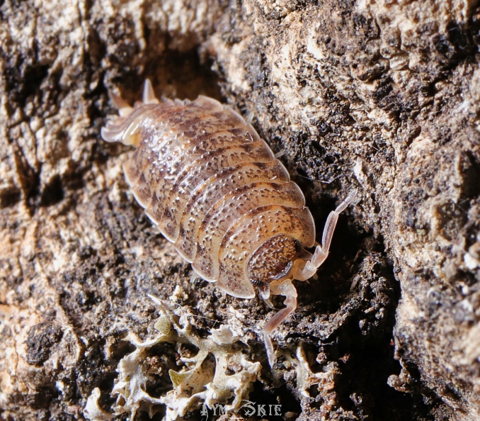p_lamellatus_1.jpg