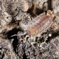 Porcellio lamellatus