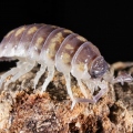 Porcellio ornatus "Nord"