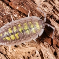 Porcellio haasi "Giant"