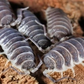 Porcellio hoffmannseggi