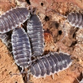 Porcellio hoffmannseggi