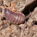 Porcellio sp "Morocco"