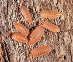 Porcellio sp "Valencia Orange"