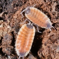 Porcellio silvestri