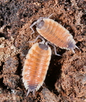 Porcellio silvestri