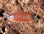 Porcellio silvestri