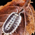 Porcellio flavomarginatus