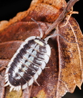 Porcellio flavomarginatus