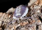 Porcellio flavomarginatus