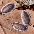 Porcellio werneri