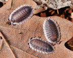 Porcellio werneri