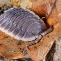 Porcellio werneri