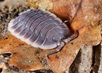 Porcellio werneri